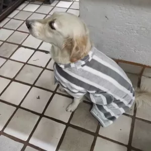 Ontvangen hondenbadjas absorberende handdoek van klant B****e.
