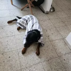 Ontvangen hondenbadjas absorberende handdoek badjas van klant V********p.