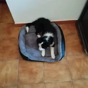 Ontvangen wasbaar hondenbed pluche matras van klant B*****l.