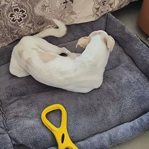 Ontvangen wasbaar hondenbed pluche matras van klant N***o.