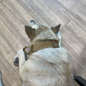 Ontvangen Tactical AirTag Houder Hondenhalsband met Handvat van klant V*****a.