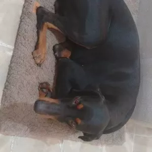 Ontvangen korte pluche hondenbed met afneembare hoes van klant G*****h.