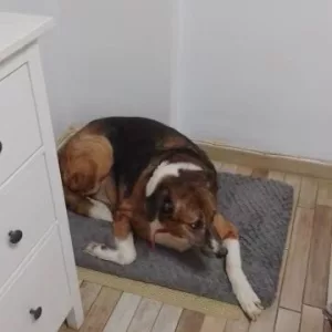 Ontvangen korte pluche hondenbed met afneembare hoes van klant K****l.